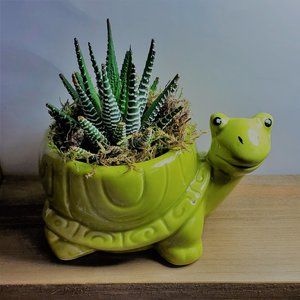 Zebra Succulent in Ceramic Turtle Planter